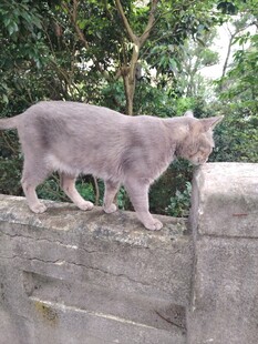 猫咪立于石上观察四周