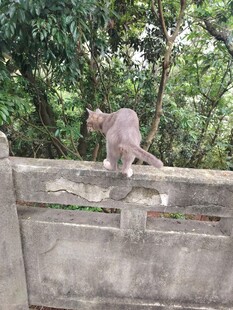 墙头小猫漫步
