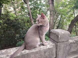 猫咪