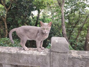 石墙上的灰猫