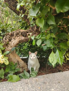石边绿植间的可爱猫咪