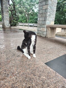黑白猫咪坐于户外石地