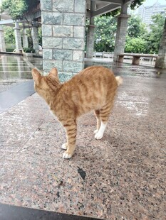 庭院中的橘色猫咪