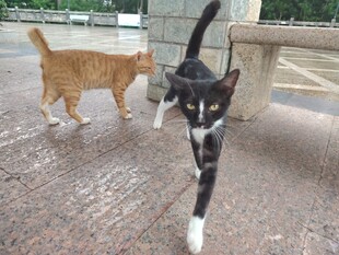两只猫咪在户外漫步