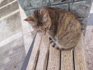 可爱猫咪
