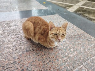 蹲坐的橘猫
