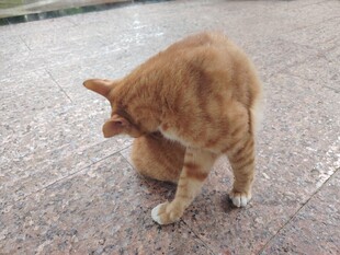 橘猫低头