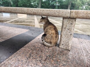 石栏边独坐的猫咪