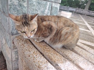 慵懒猫咪趴于石台上