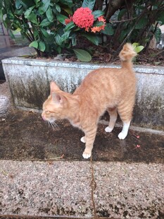 橘猫于花旁漫步