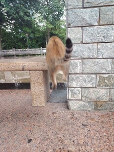 猫咪攀爬石墙