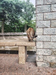 石墙边的猫咪