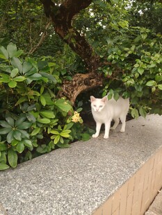 石台上的白色猫咪