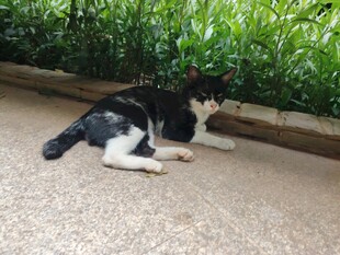 猫咪惬意躺卧路边