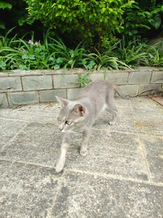 户外行走的灰猫