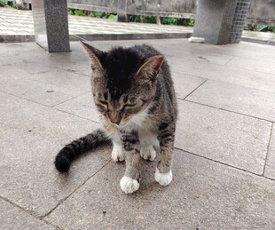 户外萌猫低头