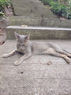 石阶上休憩的灰猫