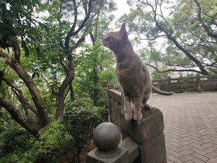 石墩上的猫咪眺望远方
