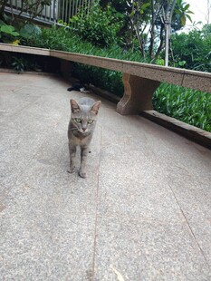  猫咪