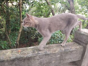石栏上的灰猫