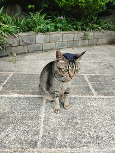 庭院中蹲坐的可爱猫咪