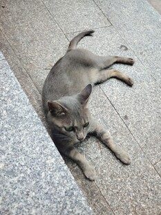  猫咪
