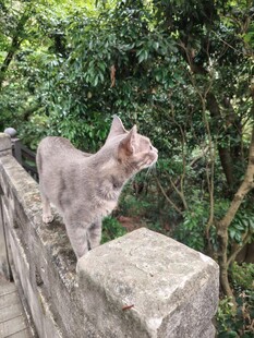 石栏上的猫咪