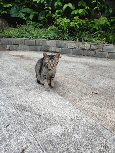  猫咪