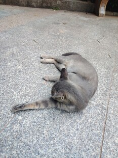 慵懒猫咪惬意躺地