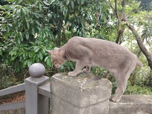 猫咪立于石墩嗅探