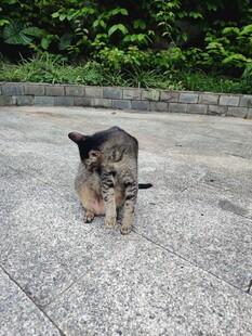 猫咪在户外