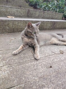 慵懒猫咪惬意躺于地面