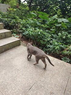 户外行走的棕色猫咪
