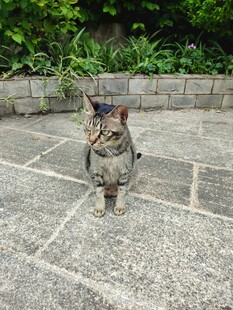 庭院中的可爱猫咪