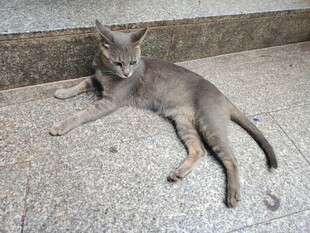 灰色小猫趴在地面上