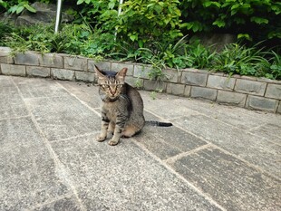  猫咪