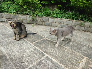 庭院中的两只猫咪