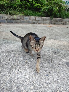 行走的花猫