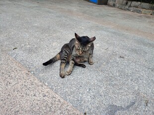 路边休憩的小猫