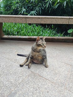 坐着的猫咪