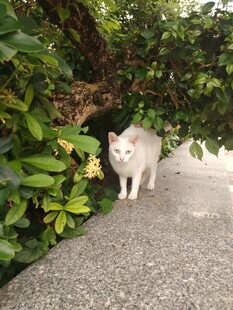 小径上的白色猫咪