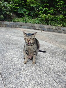 路边可爱小猫咪