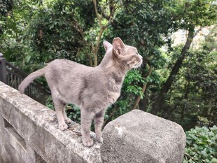 石栏上眺望的灰猫