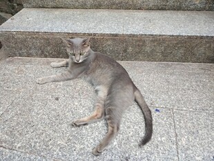石阶旁躺卧的可爱小猫