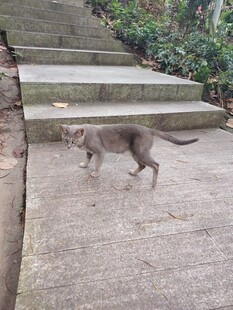 台阶旁行走的灰色猫咪