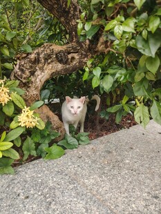 花丛中探头的可爱猫咪