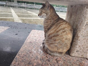 石台上的条纹猫咪