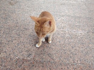 橘猫在地面行走