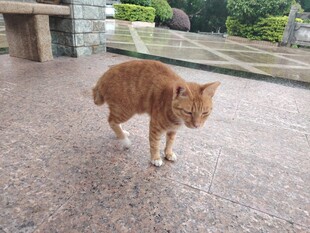 户外漫步的橘色猫咪