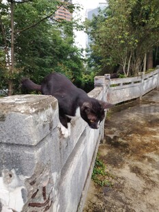 黑猫在石墙上好奇张望